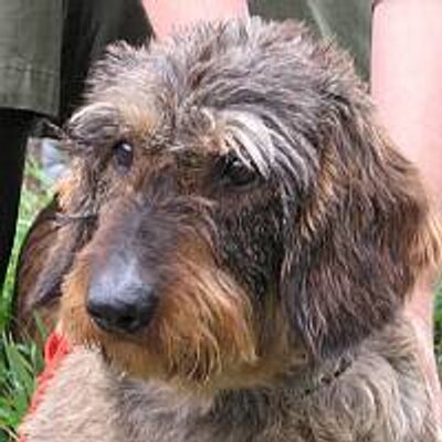 Profile Picture of Al Hull (@figginpom) on Twitter