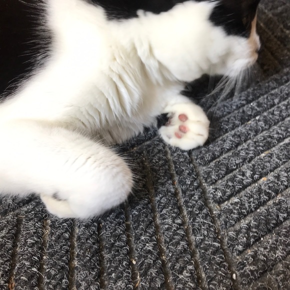 Profile Picture of Susan Fothergill (@huntsvillesue) on Poshmark