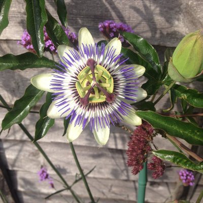 Profile Picture of Chris Jenkins (@christinejenk20) on Twitter