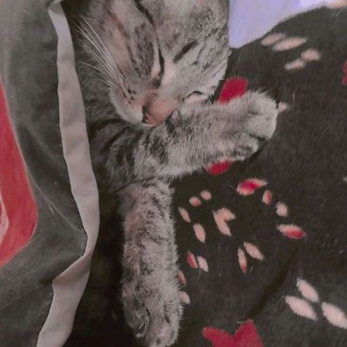 Profile Picture of David (@davidguillin1) on Tiktok