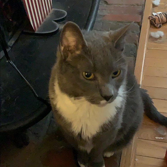 Profile Picture of Lisa Harrison (@lmauh112) on Poshmark