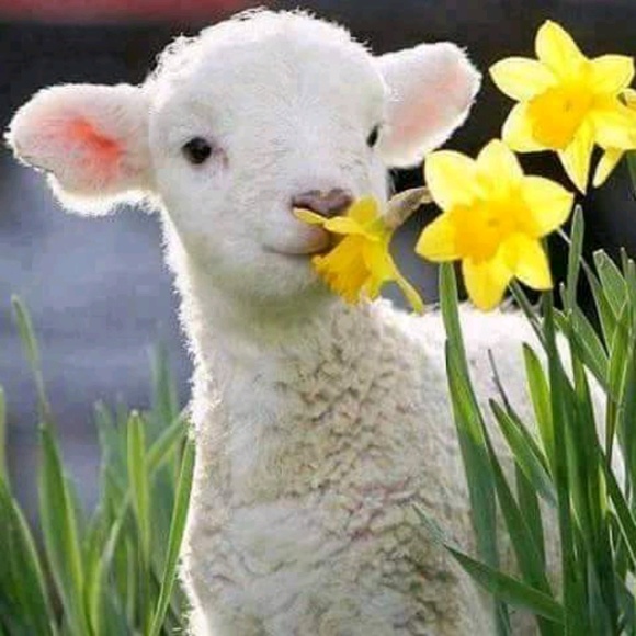 Profile Picture of Fabiola Salazar (@kika375) on Poshmark