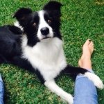 Profile Picture of Poppy 🐶 (@poppythomas11) on Instagram