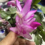 Profile Picture of Max Robin (@max.robin.40973) on Facebook