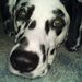 Profile Picture of Kelly J Thibault (@kellyjthibault) on Pinterest