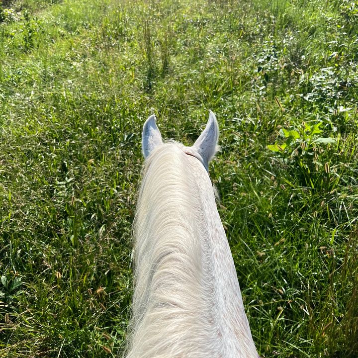 Profile Picture of April Hughes (@aprilhughes_poodles) on Tiktok