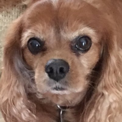 Profile Picture of Rusty (@DougOliveira16) on Twitter