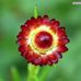 Profile Picture of Deepthi Attota (@deepthi.attota) on Facebook