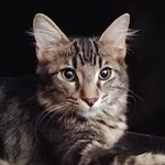 Profile Picture of Ethan Robert Shoemaker (@shoemaker.e) on Instagram