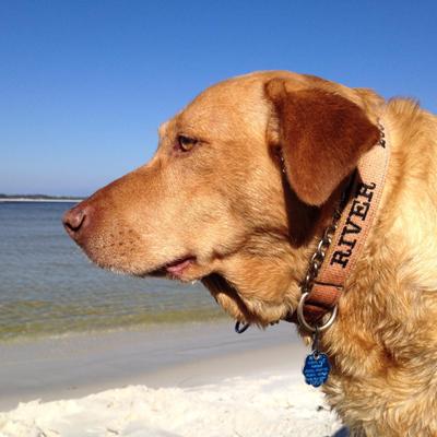 Profile Picture of Lara Greene (@perdidogreene) on Twitter