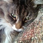 Profile Picture of Janet Doolittle (@janet.doolittle.9) on Instagram