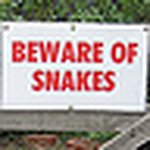 Profile Picture of Ray Wong (@nztuatara) on Flickr