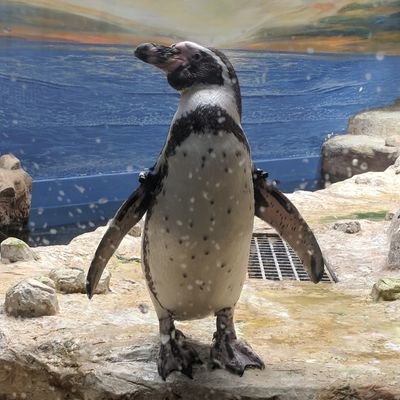 Profile Picture of Ricky Daniels Jr. (@SlickRick52) on Twitter