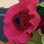 Profile Picture of Debbie Beauchamp (@4catsmeow85) on Instagram