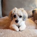 Profile Picture of Renée Phillips (@renee.phillips.art) on Instagram