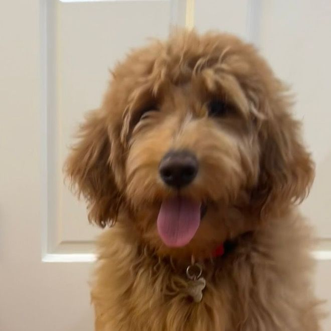 Fred - Tiktok Profile Picture of Fred (@fred_in_bed) on Tiktok