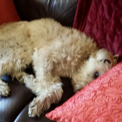 Profile Picture of RTech (@DickWilks) on Twitter