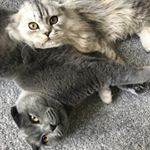Profile Picture of Ralph & Milo 😼 (@roo_and_moo_scottishfold) on Instagram