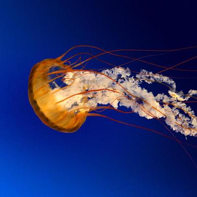 Henry Liu - Twitter Profile Picture of Henry Liu (@iosli) on Twitter