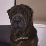 Profile Picture of Franklin_sharpei (@franklin.sharpei) on Instagram