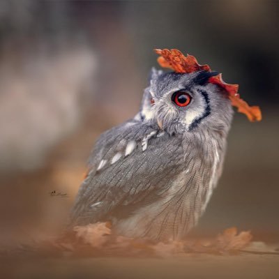 Profile Picture of Julia Sol (@JuliaReliford) on Twitter