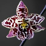 Profile Picture of Patrick Hoareau (@patrick.hoareau.963) on Instagram