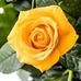 Profile Picture of Rose Swift (@rose.swift.549436) on Facebook