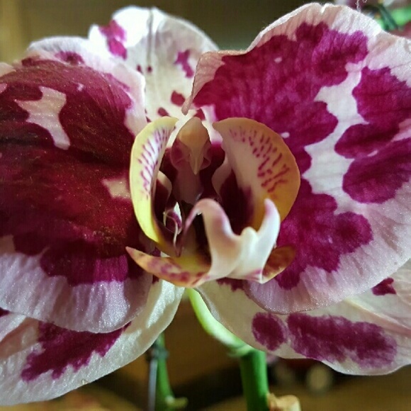 Profile Picture of Amanda Chambers (@kismet4077) on Poshmark