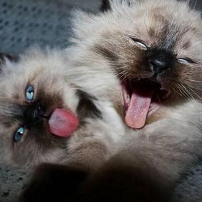 Profile Picture of Asmita Prasad (@asmita_prasad) on Twitter