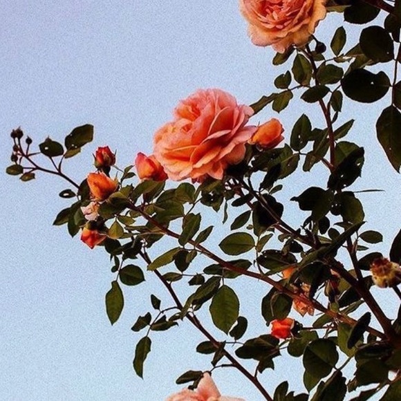 Profile Picture of Hannah Pfeifer (@hannah_sofiaaaa) on Poshmark