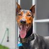 Profile Picture of Adam Hopper (@@peanutbutterthedoberman) on Tiktok