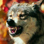 Profile Picture of Byron Pearson (@wolfwillow130) on Instagram