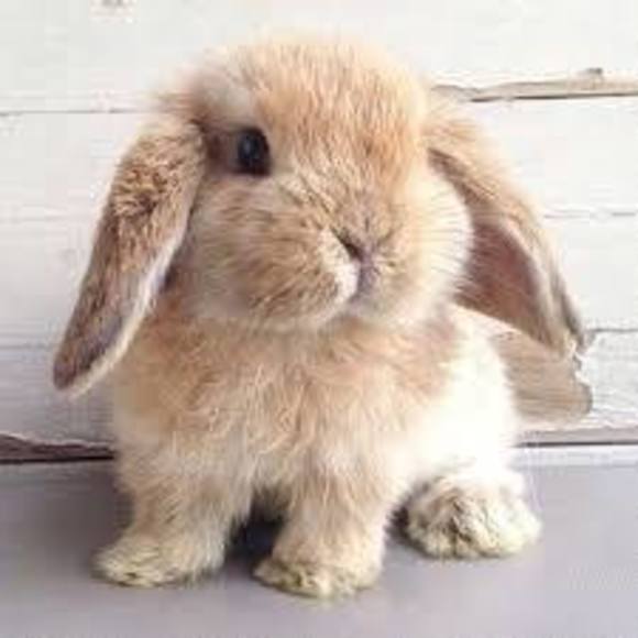 Profile Picture of Kasia Sitarek (@misiek11) on Poshmark