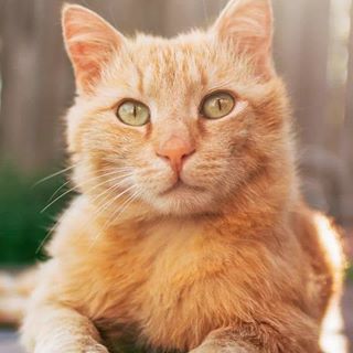 Profile Picture of Martin Waffles (@martin.waffles.50) on Facebook