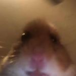 Herr Steinmeyer's Lieblinge - Instagram Profile Picture of Herr Steinmeyer's Lieblinge (@8dwasgeht) on Instagram