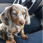 Profile Picture of MyChau Kierce (@mckierce) on Instagram