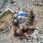 Profile Picture of adams_turtle (@adams_turtle) on Instagram