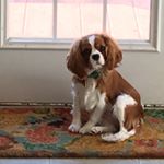 Profile Picture of ❤️Ginger&Reesey❤️ (@lots_of_love_121) on Instagram