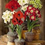 Profile Picture of Monica Alexander (@monica.alexander.5832) on Instagram