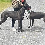 Profile Picture of David Clothier (@tykepippa) on Instagram