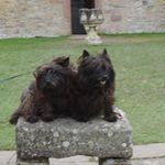 Profile Picture of suzanne murchie (@cairnstrashrooms) on Instagram