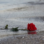 Profile Picture of Ahmad Walid Nekbakht (@ahmedwalid7) on Flickr