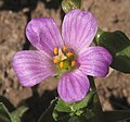 Profile Photo of Calandrinia brewerion Wikipedia