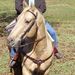 Profile Picture of Paula Gray McDowell (@pkgmc) on Pinterest