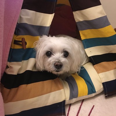 Profile Picture of Sunae Lee (@LuvScout05) on Twitter