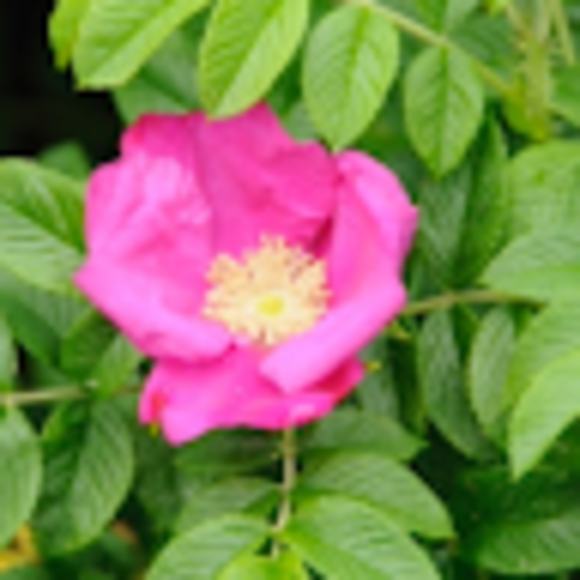 Angela rose Andrejczuk - Poshmark Profile Picture of Angela rose Andrejczuk (@a_andrejczuk) on Poshmark