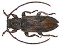 Profile Picture of Sybra schultzeion Wikipedia