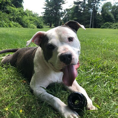 Profile Picture of Chris LeFever (@ChrisLeFever9) on Twitter