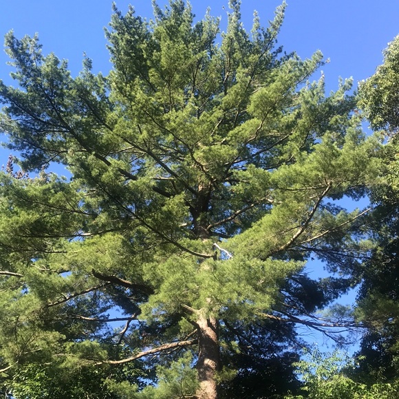 Profile Picture of Brian Costello (@costellobkshoes) on Poshmark