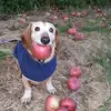 Apple Dog - Tiktok Profile Picture of Apple Dog (@appledog_official) on Tiktok
